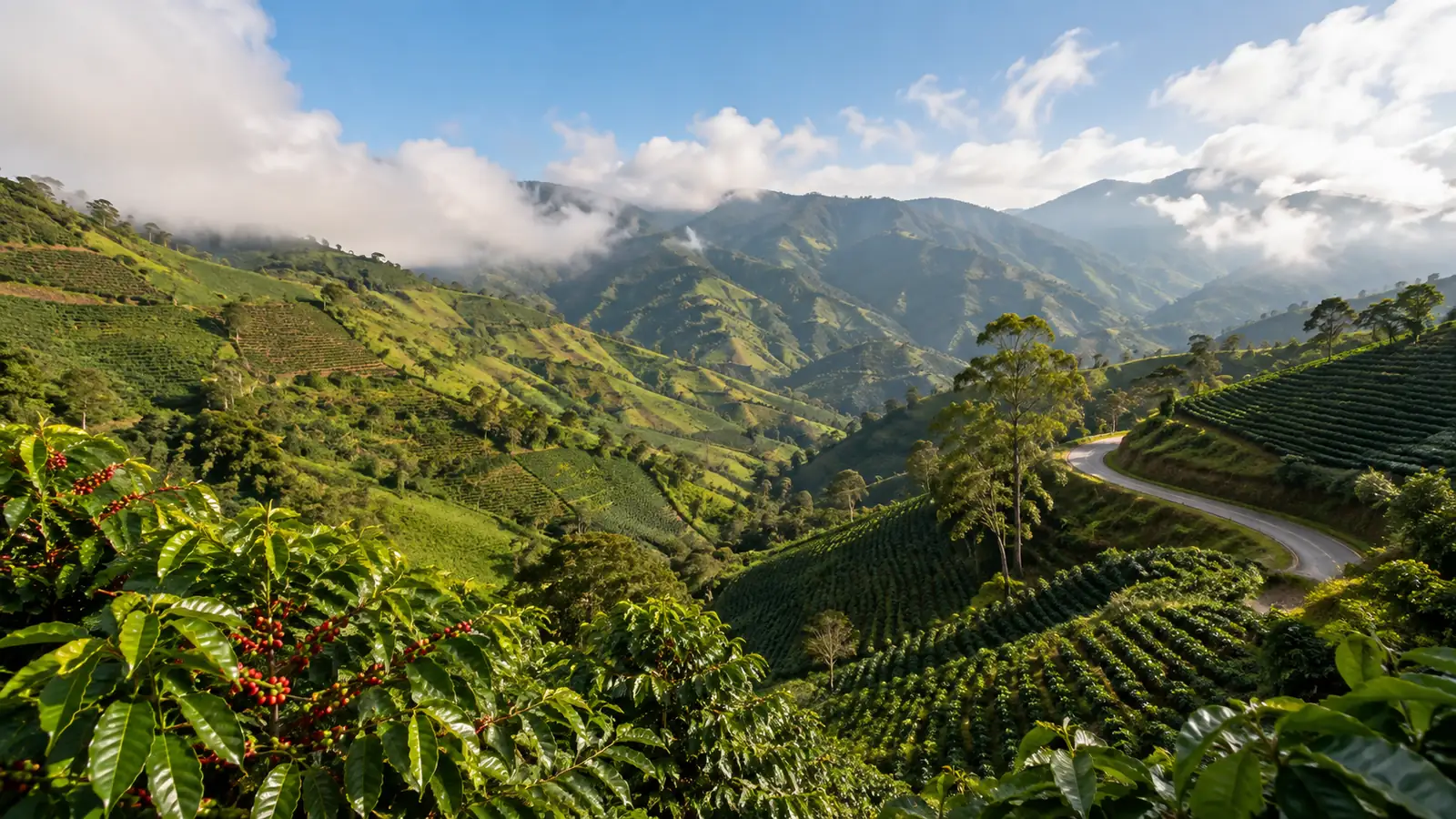 An Andean valley in morning light, terraced coffee farms and a winding mountain road